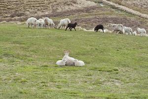 IJslands schapen familie foto