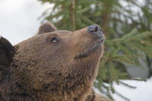 een zwart beer bruin grizzly in de sneeuw achtergrond foto