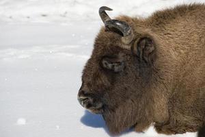 Europese bizon Aan sneeuw foto