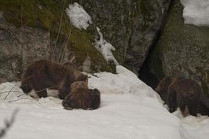 een zwart beer bruin grizzly portret in de sneeuw terwijl op zoek Bij u foto