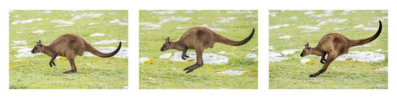 kangoeroe portret terwijl jumping Aan gras foto