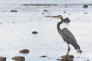 blauw zwart reiger portret foto