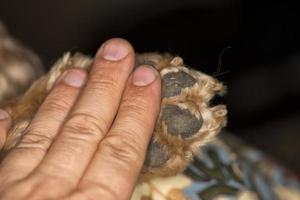 hond poot en menselijk hand- macro foto