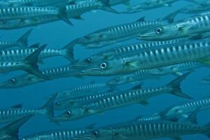 een barracuda school- van vis dichtbij omhoog in de diep blauw zee foto