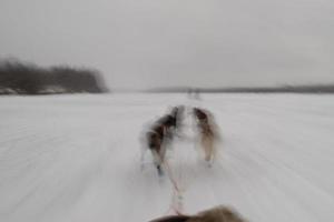 slee hond terwijl rennen Aan de sneeuw foto