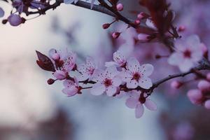 mooie roze bloem in de lente foto