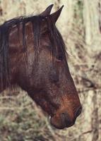 een prachtig bruin paardenportret foto