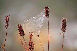 spinnenweb op de droge planten in de natuur foto