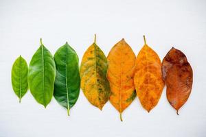 veelkleurige herfstbladeren foto