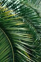 groene palmbladeren foto