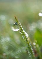 een regendruppel op het groene grasblad in regenachtige dagen foto