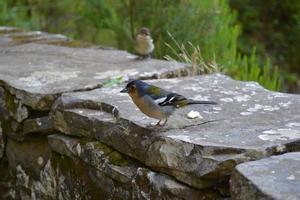 vogel in het bos van het eiland Madeira foto