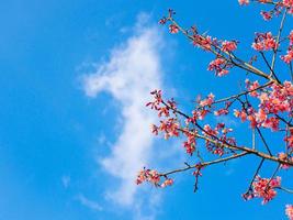 Thaise sakurabloem op een heldere blauwe hemel foto