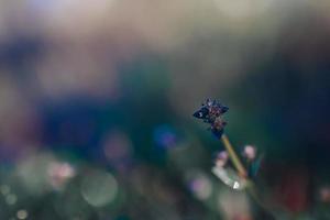 wilde bloemen in de natuur foto