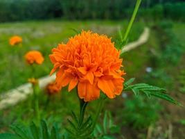 oranje goudsbloem bloemen. deze bloem heeft de betekenis van schoonheid, rijkdom, roem, en warmte foto