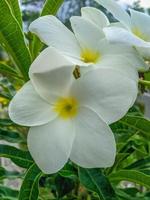 frangipani bloemen zijn wit met een mooi geel centrum en een mooi soorten van plumeria pudica foto