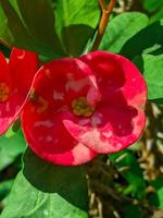 euphorbia of kroon van doornen is een sier- fabriek vaak gevonden net zo decoratie in de huis bladzijde. deze fabriek heeft bloemen met mooi kleuren, en de stengels zijn gevulde met doornen foto