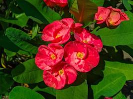 euphorbia of kroon van doornen is een sier- fabriek vaak gevonden net zo decoratie in de huis bladzijde. deze fabriek heeft bloemen met mooi kleuren, en de stengels zijn gevulde met doornen foto