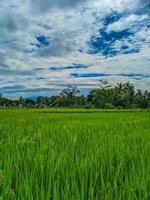 traditioneel rijst- landbouw landschap van rijst- velden en blauw lucht. foto