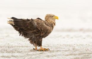 zeearend in natuurlijke winteromgeving foto