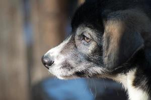 schattig schor puppy gezien van haar links foto