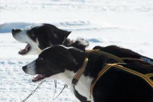 twee Siberisch honden trekken een sleeën foto