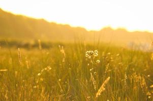 gras weide met struiken en bloemen Aan een duin Aan de kust Bij zonsondergang. natuur foto