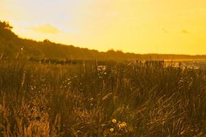 gras weide met struiken en bloemen Aan een duin Aan de kust Bij zonsondergang. natuur foto