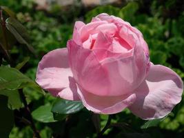dichtbij omhoog een bloeiend pale roze Engels rosa koningin Elizabeth, grandiflora roos, botanisch tuin met wazig groen achtergrond foto