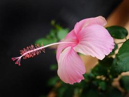 kant visie van roze hibiscus bloem met stuifmeel in donker achtergrond, selectief focus, dichtbij omhoog, tropisch roos hibiscus bloem foto