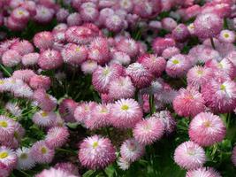 roze bloemen, Engels madeliefje, bellis perennis pomponette, madeliefje bloeien, oftewel bellis madeliefjes, bloemen tuin, selectief focus, dichtbij omhoog, donker achtergrond foto