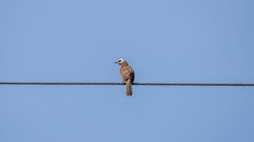 geel geventileerd bulbul neergestreken Aan draad foto