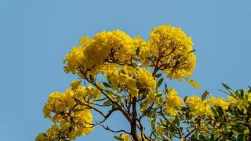 geel trompet boom bloeiend in natuur foto