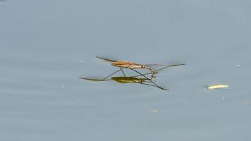 water striders of vijver schaatsers in de vijver foto