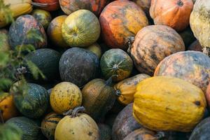 verschillend assortiment van pompoenen in de markt. herfst oogst. foto