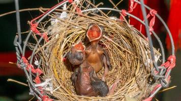 baby gestreepte oren bulbuls Aan een vogel nest foto
