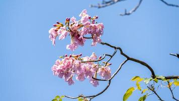 roze trompet boom of tabebuia rosea bloeiend in de tuin foto