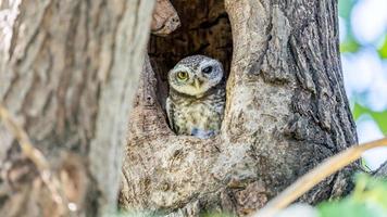 gevlekte owlet in boom hol foto