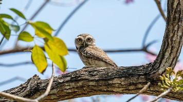 gevlekte owlet neergestreken Aan boom foto