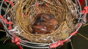 baby gestreepte oren bulbuls Aan een vogel nest foto