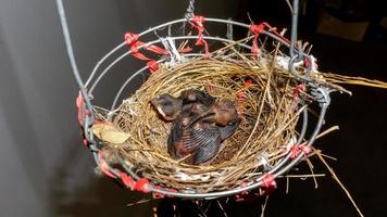 baby gestreepte oren bulbuls Aan een vogel nest foto