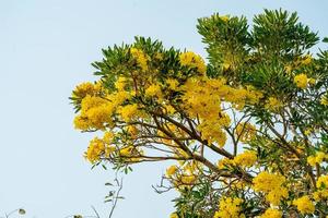 geel trompet boom bloeiend in natuur foto