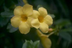 mooi geel alamanda bloemen in de tuin, alamanda of allamanda is een sier- fabriek bekend net zo alamanda bloem en is ook bekend net zo gouden trompet bloem, geel klok bloem, boterbloem bloem foto