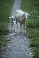 wit geiten wandelen rustig Aan geplaveid straat in zonnig winter dag. moeder geit nemen zorg van haar jong. selectief focus. foto