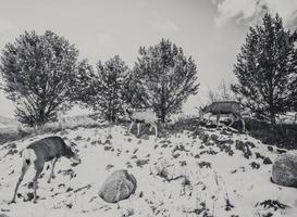 herten in de winter in Colorado Springs foto