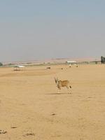 gazellen in nee dieren in het wild park reserveren foto