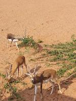 gazellen in nee dieren in het wild park reserveren foto