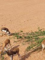 gazellen in nee dieren in het wild park reserveren foto
