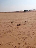 gazellen in nee dieren in het wild park reserveren foto