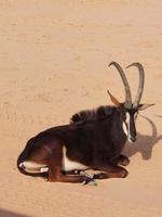 gazellen in nee dieren in het wild safari toevlucht foto